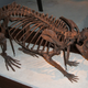 Image for article titled North America Was Once Full Of Super Tiny Beavers, And Super Giant Ones